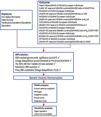 Mendelian randomization study reveals a causal relationship between serum iron status and coronary heart disease and related cardiovascular diseases